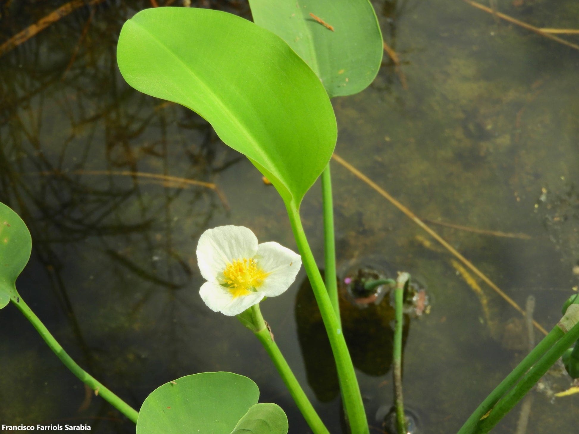 What Is The Aquatic Plant Yellow Velvetleaf