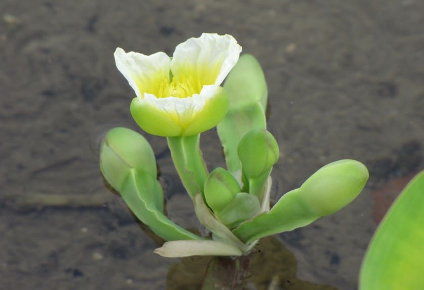 What Is The Aquatic Plant Yellow Velvetleaf