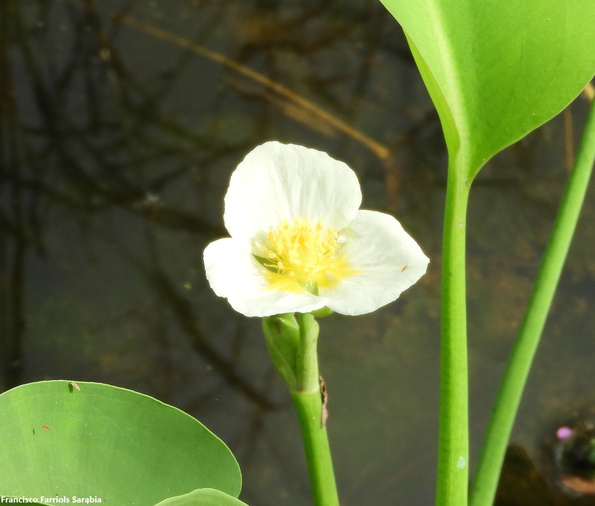 What Is The Aquatic Plant Yellow Velvetleaf