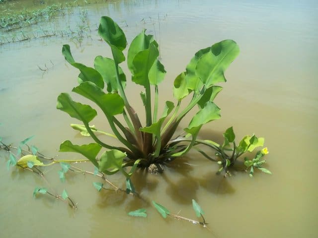 What Is The Aquatic Plant Yellow Velvetleaf