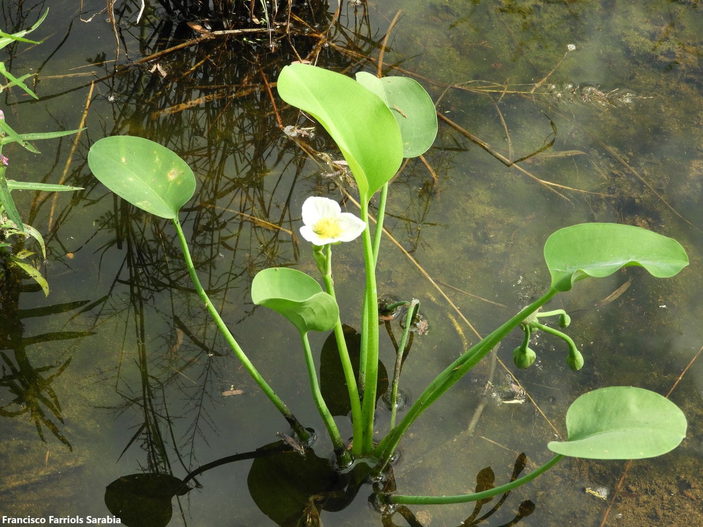 What Is The Aquatic Plant Yellow Velvetleaf